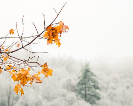 A few branches of bright yellow and orange leaves is photographed in front of a tall full ever green...