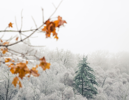 A tall full ever green contrasts beautifully against a forest of smaller trees with barren white icey branches. A few branches of slightly out of focus bright yellow and orange leaves are captured in the foreground, which add a little bit of fall color to the image.の写真素材