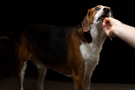 A large Beagle hound mixed breed dog is hand fed a treat in this dark low key studio shot images.