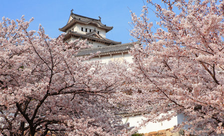 Japanese castle and Beautiful cherry blossoms のeditorial素材
