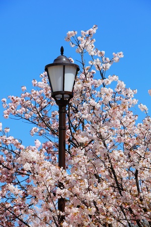 charming cherry blossoms with street light の写真素材
