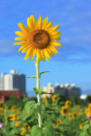 beautiful sunflowers in the field with bright blue sky の写真素材