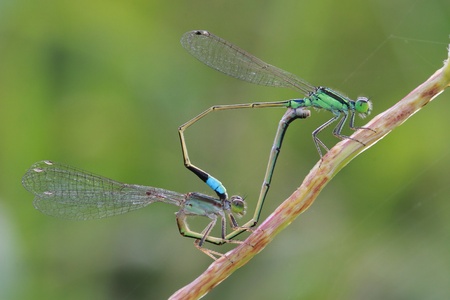 Love of cute dragonfly の写真素材