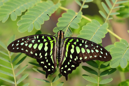 green Monarch butterfly on green leaf 