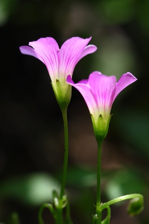 two pink flowers の写真素材