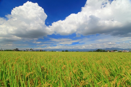 sunny day with sea of paddy and grass の写真素材