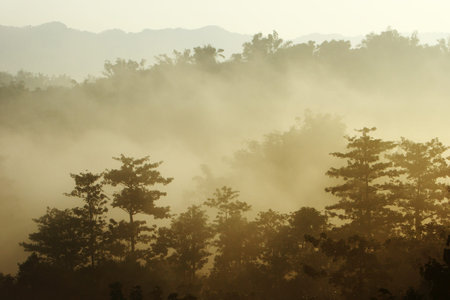 Morning sunshine with fog and tree