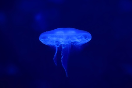 blue jellyfish in the oceanの写真素材