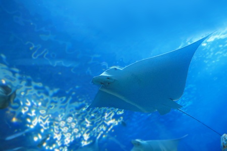 beautiful stingrayの写真素材