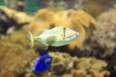 Beautiful tropical fish