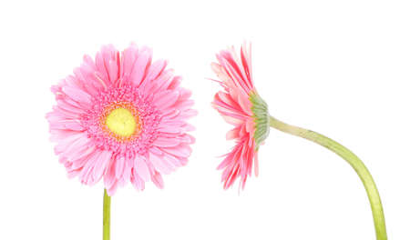 Flower pink gerbera (front and side view) on a white backgroundの写真素材