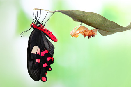 amazing moment about butterfly change form chrysalis - Byasa polyeuctes の写真素材