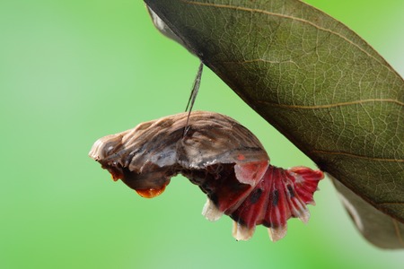amazing moment about butterfly change form chrysalis - Byasa polyeuctes の写真素材