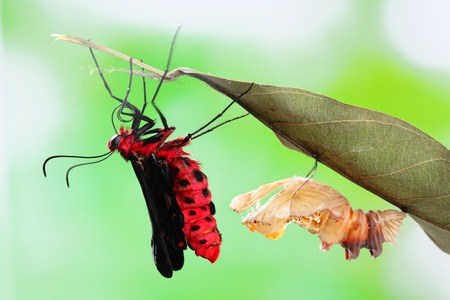 amazing moment about butterfly change form chrysalis - Byasa polyeuctes の写真素材