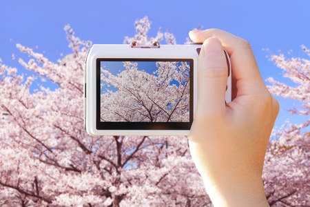 Closeup of camera taking photo picture with beautiful pink cherry Blossomsの写真素材