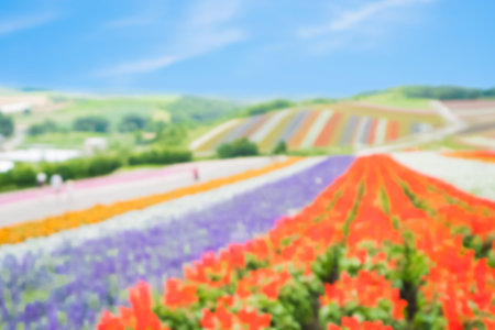 defocus bokeh of beautiful  landscape in Shikisai no oka and japanの写真素材