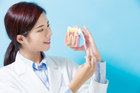 woman dentist take health tooth and teeth brush on the blue backgroundの写真素材