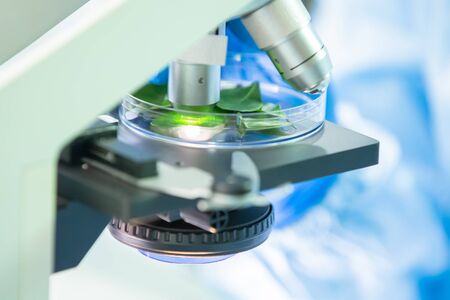 closeup of using microscope to observe the leaf in petri dish の写真素材
