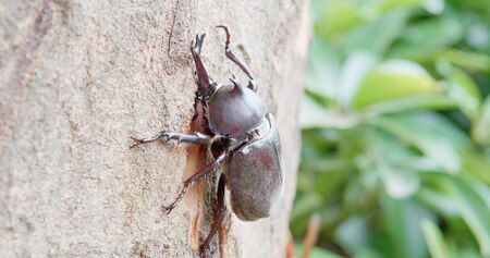 unicorn beetle on the tree in the natureの写真素材