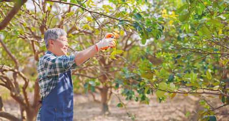 asian senior man is pruning and gardening tree in orchardの写真素材