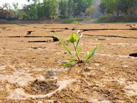 A blade of grass on cracks ground drought crisis environmental-effects of global warmingの写真素材