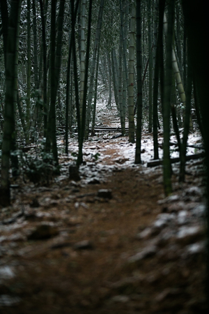 bamboo road in snowの写真素材