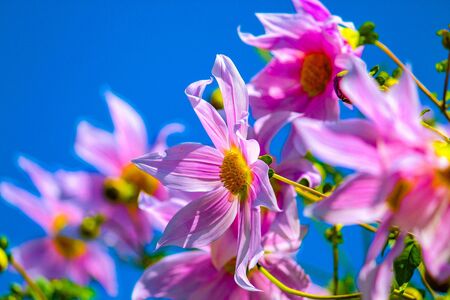 Single Petaled Dahliaの素材