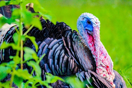 Close up of a male turkeyの素材