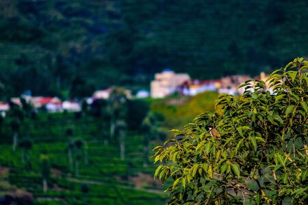 Red-whiskered bulbulの素材