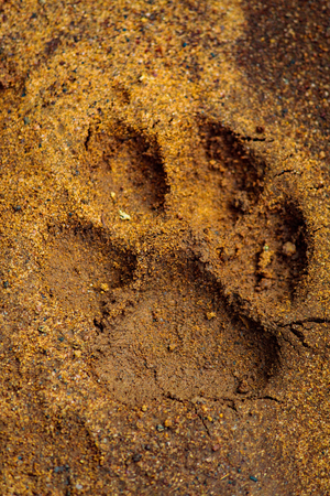 Dogs paws printsの写真素材