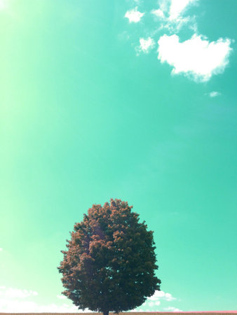 A lone tree in innisfil Ontario の素材