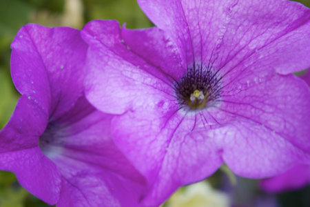 Purple Flowers Full Frame