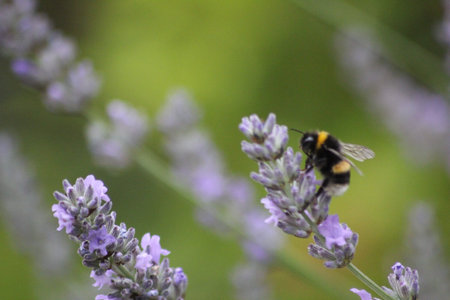 Bee on Flowerの写真素材