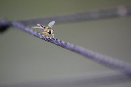 Baby Dragonflyの写真素材
