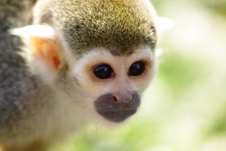 Small Monkey Shallow Depth of Fieldの写真素材