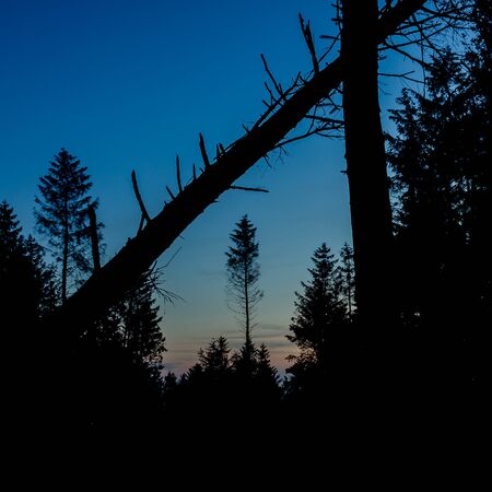 Blue Hour Silhouette Treesの写真素材