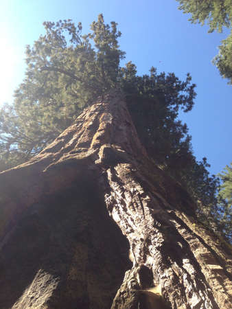 A sequoia tree in the sequoia national forestの素材