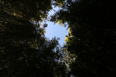 Bamboo forestの写真素材