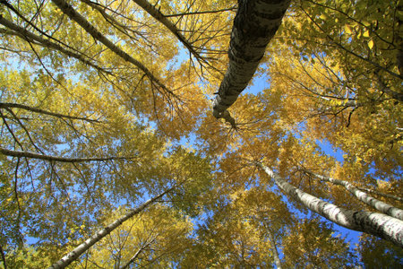 Birch