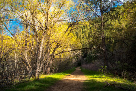 Nature trail leading into a forest during sunset.