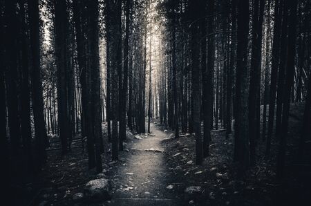 Black and white forest sunlight.の写真素材