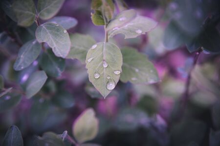 Leaves after a storm.の写真素材