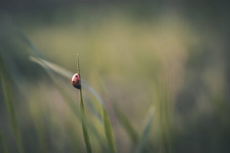 Ladybug in the grassの写真素材