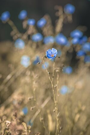 Blue flowers in a fieldの写真素材