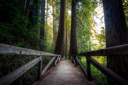 Forest Bridgeの写真素材