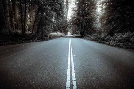 Black and white forest roadの写真素材