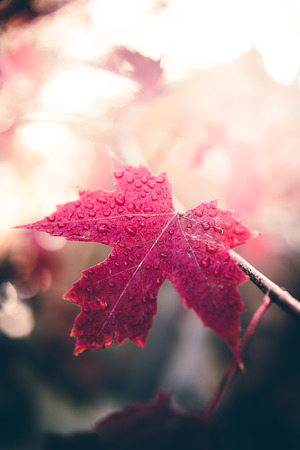 Autumn leaf after a stormの写真素材