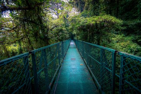 Bridge in the jungleの写真素材