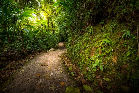 Jungle pathの写真素材