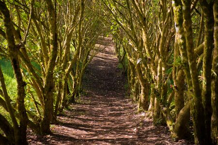 Arched jungle pathの写真素材